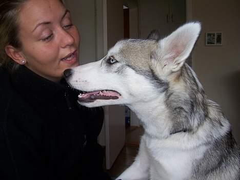 Siberian husky kela billede 10