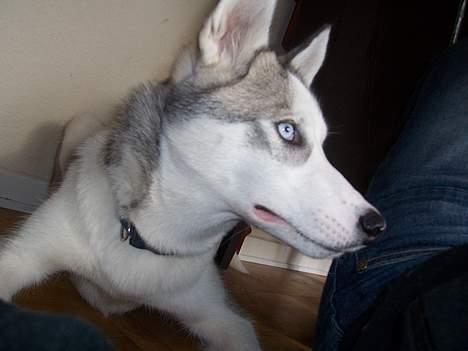 Siberian husky kela billede 11