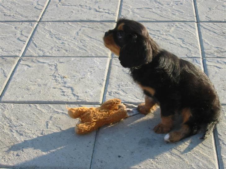 Cavalier king charles spaniel Chili billede 5