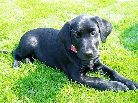 Labrador retriever Mille - Her ligger jeg i haven, glad og tilfreds og nyder livet :D billede 1