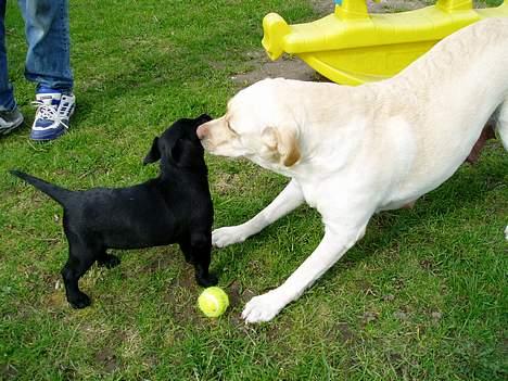 Labrador retriever Mille - Min mor og jeg inden min familie kom og hentede mig. billede 2