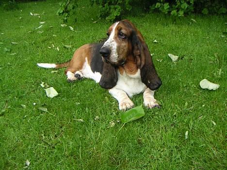 Basset hound R.I.P. 2011 George V.D Ballasthoeve - hmm! hva´ laver de billede 1