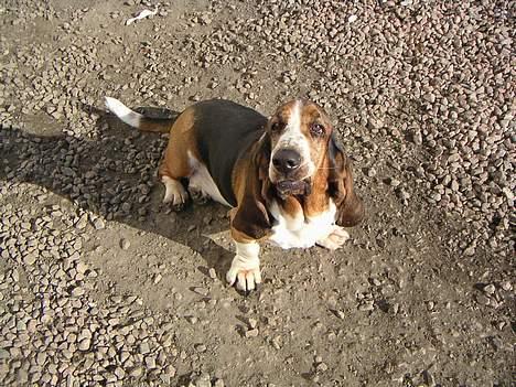 Basset hound R.I.P. 2011 George V.D Ballasthoeve - hehe billede 2