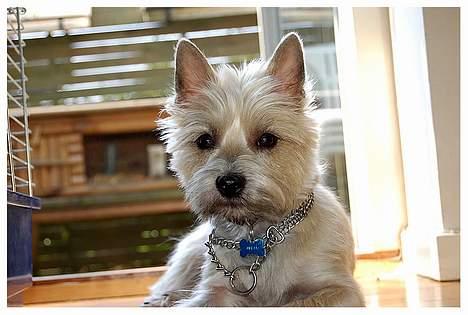 Cairn terrier Freja - Endelig!! Hun har for meget krudt i r**** til normalt at ligge stille længere tid billede 1