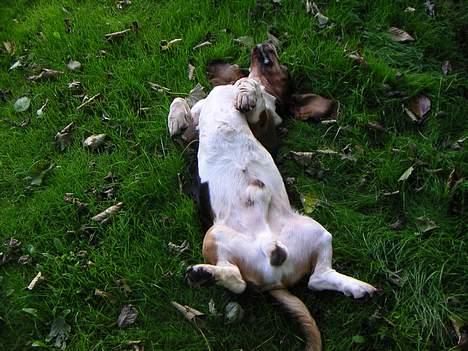 Basset hound R.I.P. 2011 George V.D Ballasthoeve - ahh dejligt at ligge i græsset billede 3