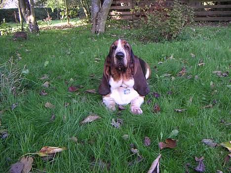 Basset hound R.I.P. 2011 George V.D Ballasthoeve - Hva!! billede 4