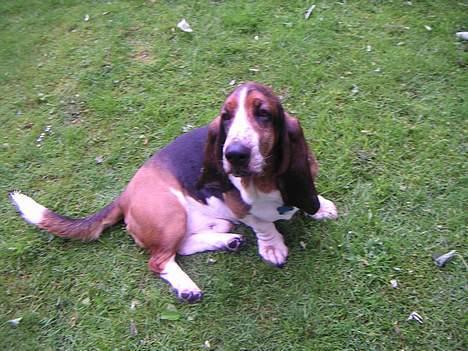 Basset hound R.I.P. 2011 George V.D Ballasthoeve - har du noget?? billede 5