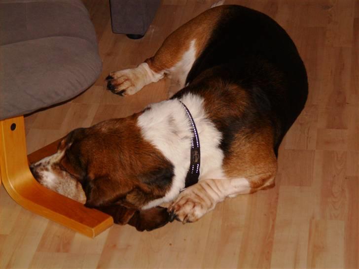 Basset hound R.I.P. 2011 George V.D Ballasthoeve billede 6