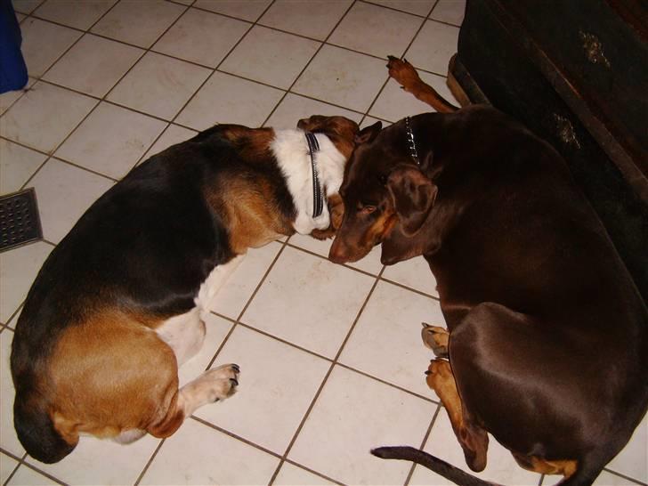 Basset hound R.I.P. 2011 George V.D Ballasthoeve - møffe og bellis - er de ik søde! billede 7