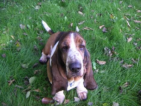 Basset hound R.I.P. 2011 George V.D Ballasthoeve - Nu er jeg træt  billede 8