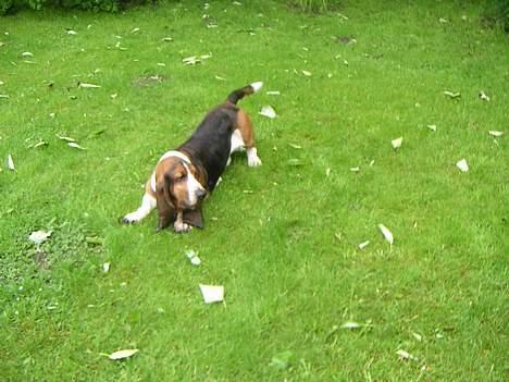 Basset hound R.I.P. 2011 George V.D Ballasthoeve - det er svært at stå fast på det våde græs!! billede 9