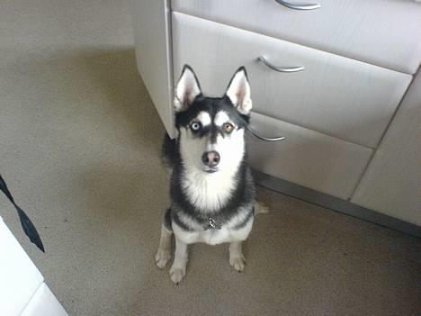 Siberian husky Buffy - Gi´ mig så den godbid............. billede 20