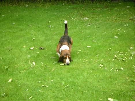 Basset hound R.I.P. 2011 George V.D Ballasthoeve - jeg kan lugte noget billede 10