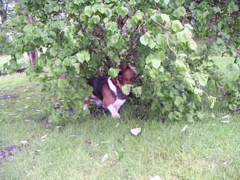 Basset hound R.I.P. 2011 George V.D Ballasthoeve - gemmer mig lige billede 11