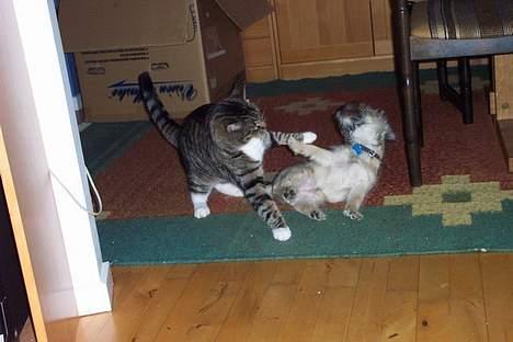 Cairn terrier Freja - Leger med min bedste ven, en stor hankat og det er altid mig der vinder! billede 2