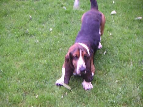 Basset hound R.I.P. 2011 George V.D Ballasthoeve - ska´ vi lege billede 12