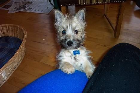 Cairn terrier Freja - Nysgerih over hvad Søren sider og laver billede 3