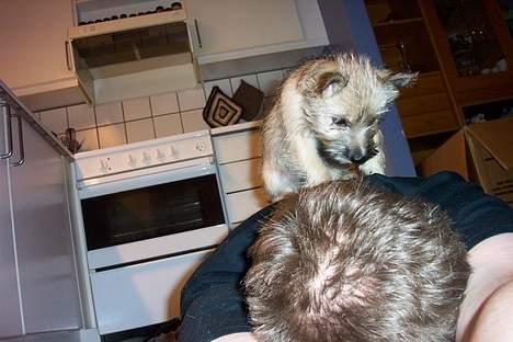 Cairn terrier Freja - ANGRIB!!!! Syntes lige Søren skulle over savles i øret billede 4