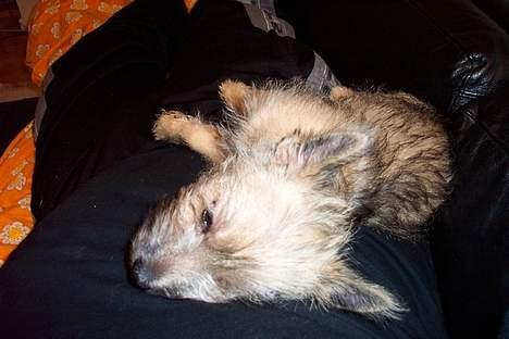 Cairn terrier Freja - Lad mig nu sove for en i h billede 5