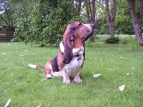Basset hound R.I.P. 2011 George V.D Ballasthoeve - det er mig der bestemmer, hvor og hvornår der skal tages billeder  billede 13