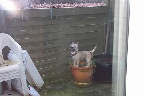 Cairn terrier Freja - "Potte træning" det kan man vidst kalde i bokstavelig forstand :D billede 6