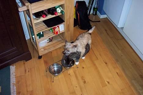 Cairn terrier Freja - HOV! HOV! Ikke spise min mad kat så hopper jeg på dig (Freja skulle bare vide det så meget sjovt ud da hun prøvede og parre han katten når hun er en tæve) billede 7