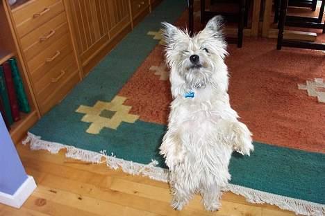 Cairn terrier Freja - Se mit trick SE MIG jeg vil ha en godbid nu billede 8