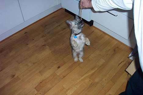 Cairn terrier Freja - Uhhhh de driller, de holder en godbid højt oppe SNYYYD billede 9