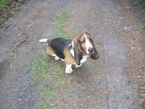 Basset hound R.I.P. 2011 George V.D Ballasthoeve - på skovtur billede 14