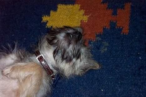 Cairn terrier Freja - ZzZzZz billede 10