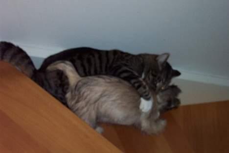 Cairn terrier Freja - Jeg kan skam også slås og gå på trapper! billede 11