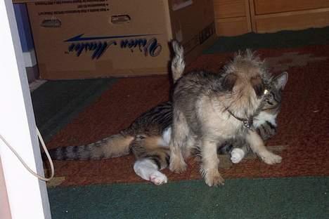 Cairn terrier Freja - Leger lidt mere med Futte billede 12