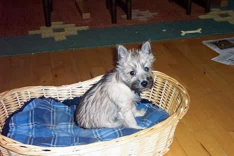 Cairn terrier Freja - Heeeyyy her gider jeg ikke og side :( billede 13
