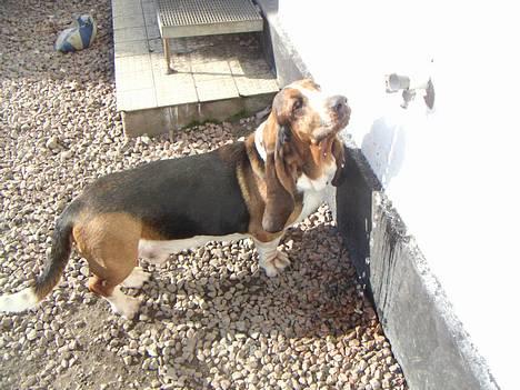 Basset hound R.I.P. 2011 George V.D Ballasthoeve - han elsker friskt vand, li fra hanen billede 15