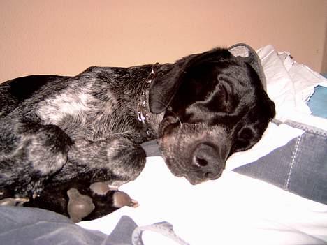 Blanding af racer Dino - Stille.... Dino sover.... billede 5