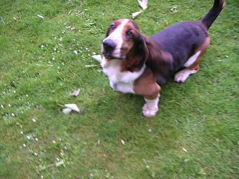 Basset hound R.I.P. 2011 George V.D Ballasthoeve - her er han på vej til at stå på 2 ben, det kan han nemlig os! billede 16