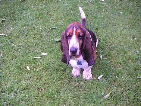 Basset hound R.I.P. 2011 George V.D Ballasthoeve - Det var ik´ mig billede 17