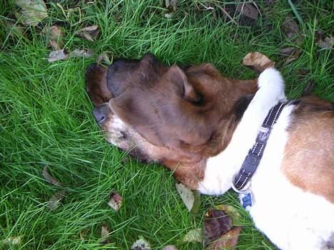 Basset hound R.I.P. 2011 George V.D Ballasthoeve - la´ mig sove billede 18