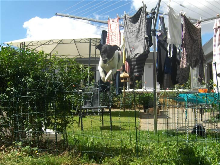 Dansk svensk gaardhund Lucky  - 1. billede 1