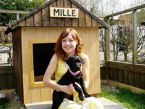 Labrador retriever Mille - Se mit fine hundehus og hundegård som min far har lavet til mig! :b billede 3