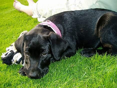 Labrador retriever Mille - Jeg ligger og halvsover i haven sammen med mor. billede 4
