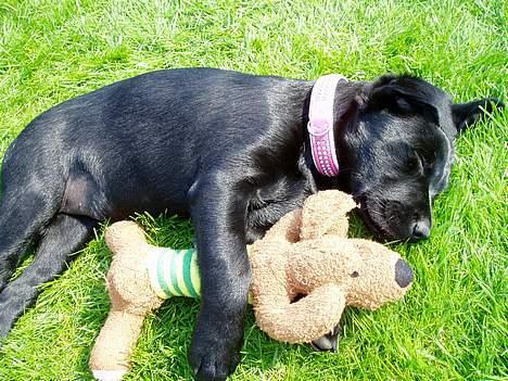 Labrador retriever Mille - Her sover jeg tungt sammen med min absolut ynglings bamse! :) billede 5