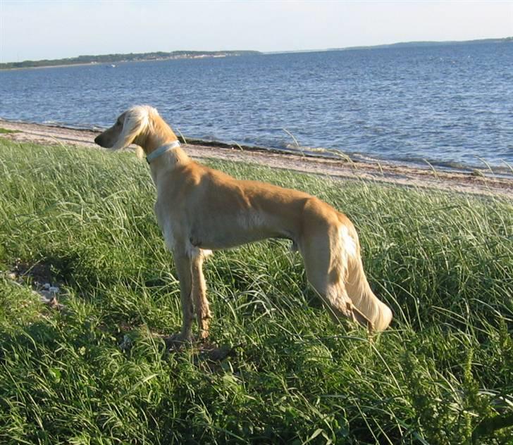 Saluki Qhandahar billede 7