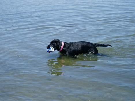 Labrador retriever Mille - Se hvor god jeg er til at svømme i det store hav! :O billede 7