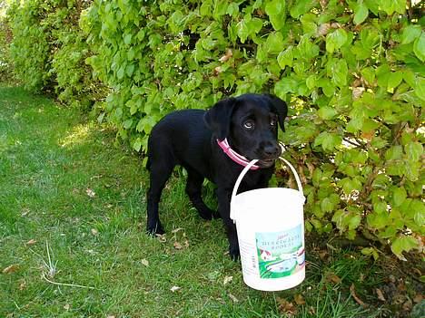 Labrador retriever Mille - Mig og min rigtig gode legespand, som jeg har stjålet fra far! Hi hi billede 8