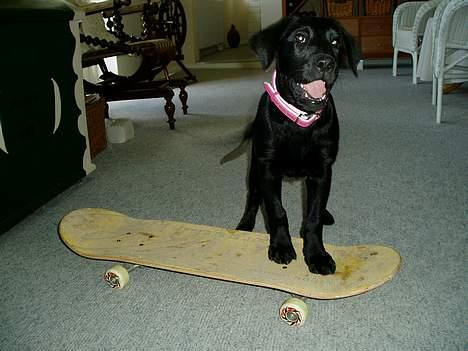 Labrador retriever Mille - Se mig, se mig! Det er bare SÅ sjovt at stå på stateboard! :D billede 9