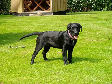Labrador retriever Mille - Jeg tror godt, at jeg kunne blive fotomodel ;) billede 10