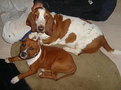 Basset hound ¤Malina¤ - Mig og min nye lillebror:-) billede 17