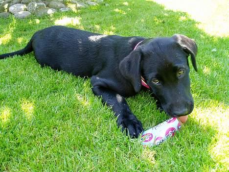 Labrador retriever Mille - Her spiser jeg min allerførste is - den var bare god. :b billede 11