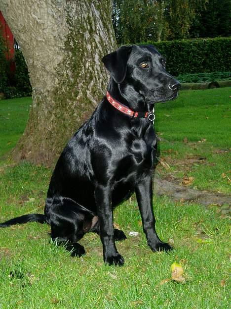 Labrador retriever Mille - Jeg skinner rigtig meget.. billede 13